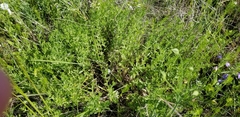 Hedeoma reverchonii