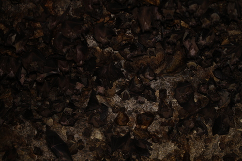 Dawn Bat