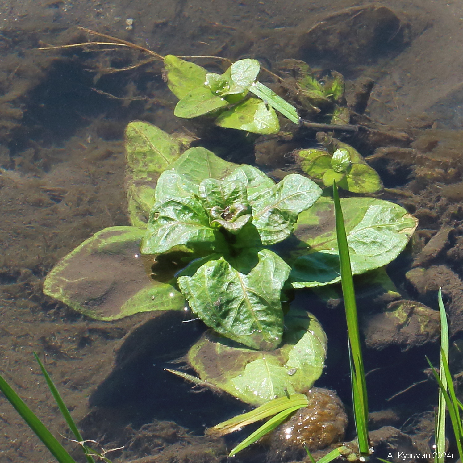 Вероника Ключевая (Veronica anagallis-aquatica)