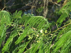 Leucaena pulverulenta