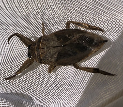 Uhler's Giant Water Bug photo 5