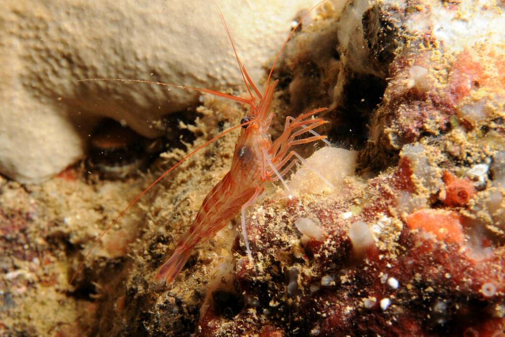 Photo of Mediterranean shrimp (Lysmata seticaudata)