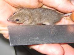 Pygmy Planigale photo 1