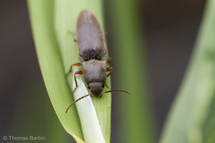 Agriotes ferrugineipennis