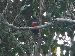 Trogon melanurus
