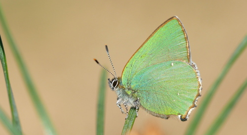 Green Hairstreak, Otterlo, Nederland, photo 9 of 10