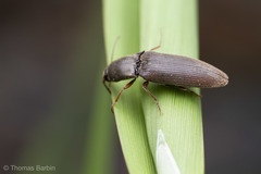 Agriotes ferrugineipennis