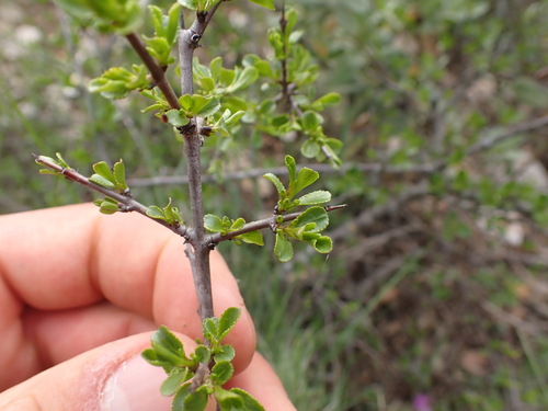 Image of Rhamnus saxatilis by (c) Franck Cabot, some rights reserved (CC BY)