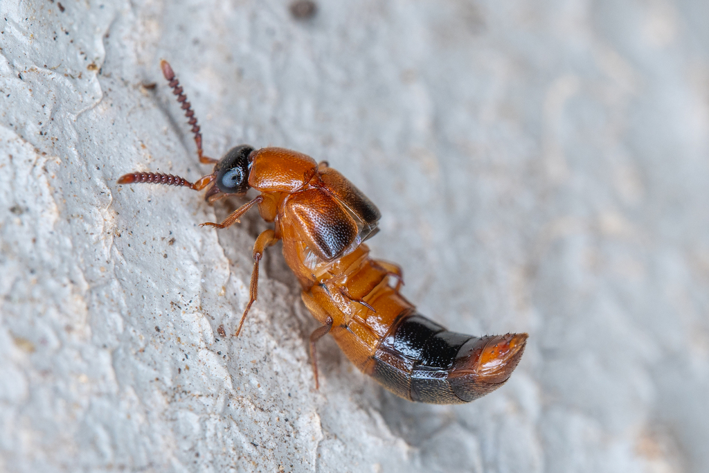 Lomechusini