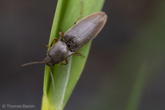Agriotes ferrugineipennis