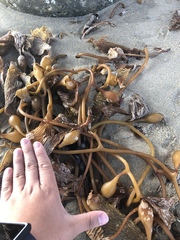 Macrocystis pyrifera