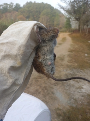Montane Cotton Rat (Sigmodon zanjonensis)