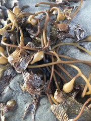 Macrocystis pyrifera