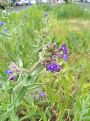 Anchusa officinalis