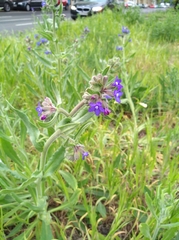 Anchusa officinalis