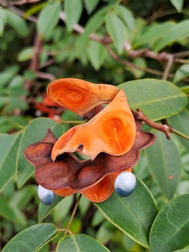 Abarema cochleata