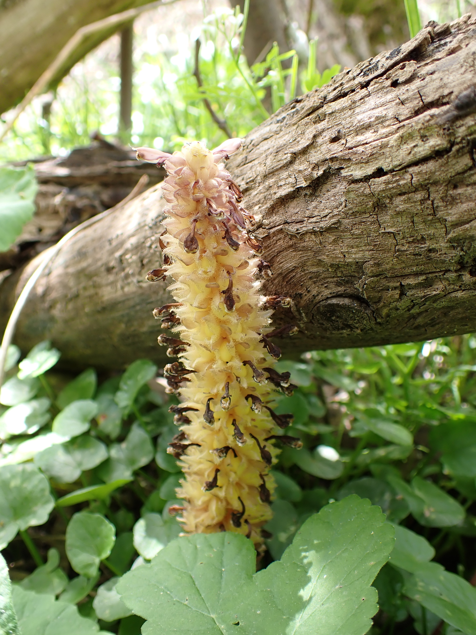 Rhodope Toothwort (Lathraea rhodopea)