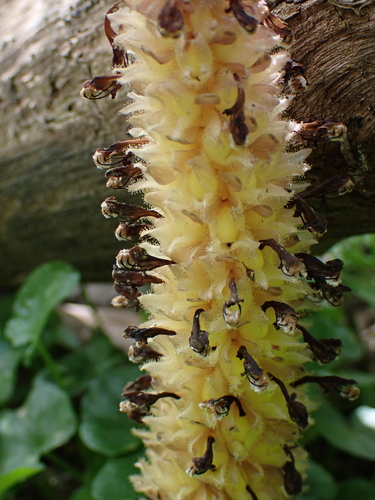 Image of Lathraea rhodopea by (c) Dr. Guido Bohne, some rights reserved (CC BY-SA)