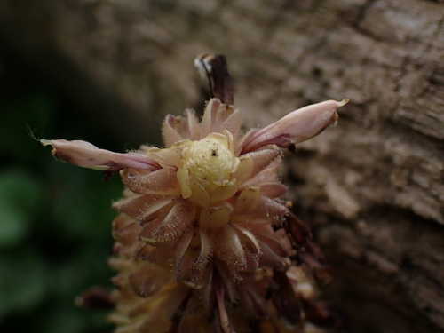 Image of Lathraea rhodopea by (c) Dr. Guido Bohne, some rights reserved (CC BY-SA)