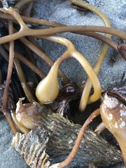 Macrocystis pyrifera