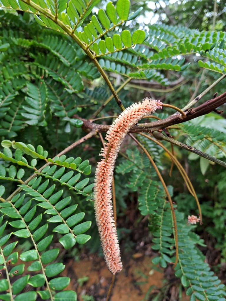 Foto de Barbatimão