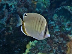 Assarius Butterflyfish photo 4
