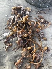 Macrocystis pyrifera