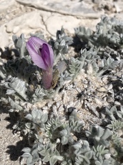 Astragalus phoenix