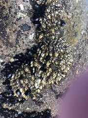 Pollicipes polymerus