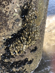 Pollicipes polymerus