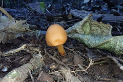 Macrocystidia reducta