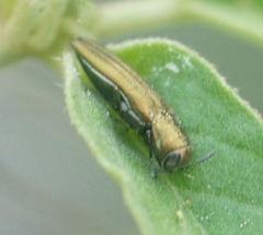 Agrilus lacustris