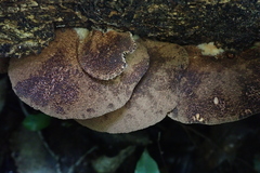 Crepidotus fuscovelutinus