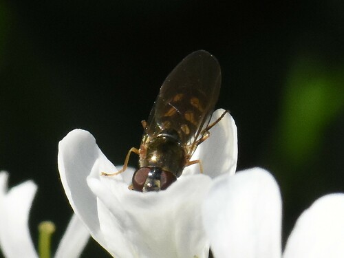 Ladder-backed Hover Fly, Groesbeek, Nederland, photo 10 of 10