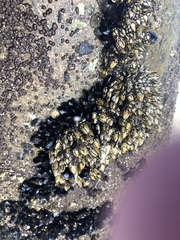 Pollicipes polymerus