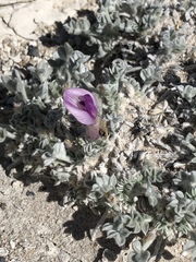 Astragalus phoenix