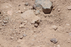 Aphoebantus transitus