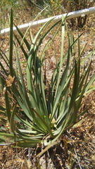 Hesperoyucca