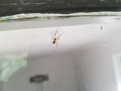 Cryptachaea veruculata