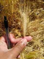 Hordeum jubatum