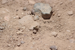 Aphoebantus transitus