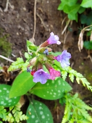 Pulmonaria hirta, photograph Francesco Santoro, CC BY, iNaturalist via GBIF