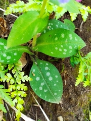Pulmonaria hirta, photograph Francesco Santoro, CC BY, iNaturalist via GBIF