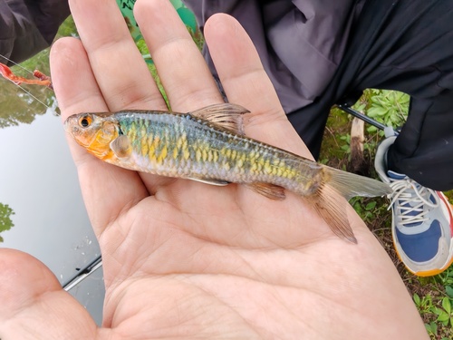 Rainbow gudgeon (Sarcocheilichthys nigripinnis) — Cyprinidae — 2