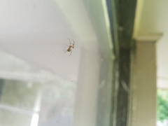 Cryptachaea veruculata