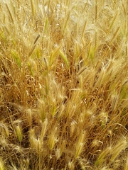 Hordeum jubatum