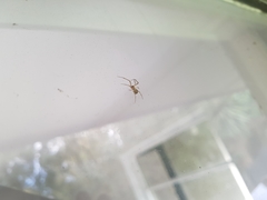 Cryptachaea veruculata