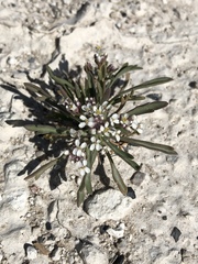 Lepidium fremontii