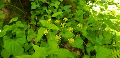 Thaspium trifoliatum