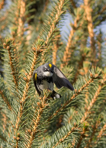 Yellow-rumped Warbler photographed in Nebraska